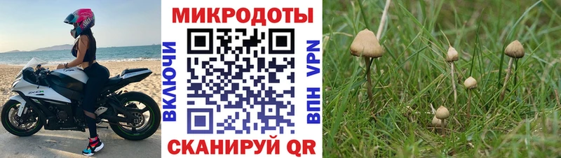 сколько стоит  Ивантеевка  кракен как зайти  Псилоцибиновые грибы Cubensis 